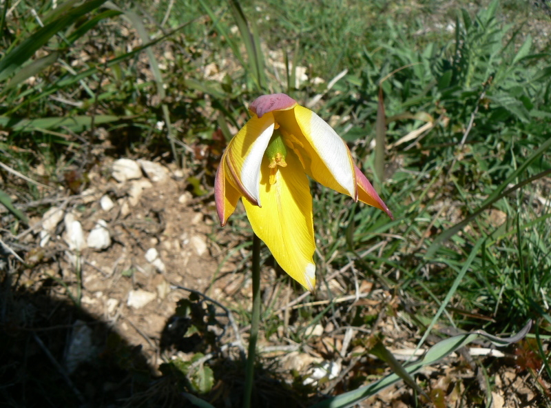 2008_0413 Minerve (39)