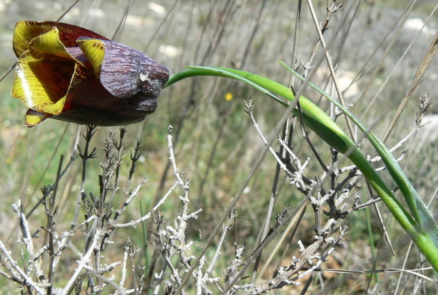 2008_0413 Minerve (42)