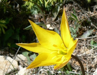 2008_0413 Minerve (43)