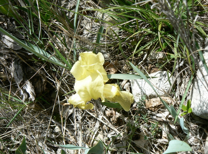 2008_0413 Minerve (45)