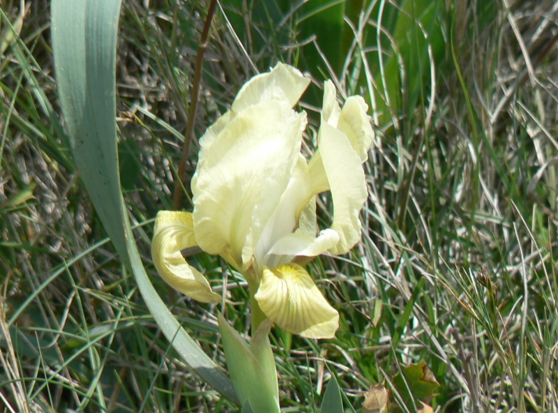 2008_0413 Minerve (49)