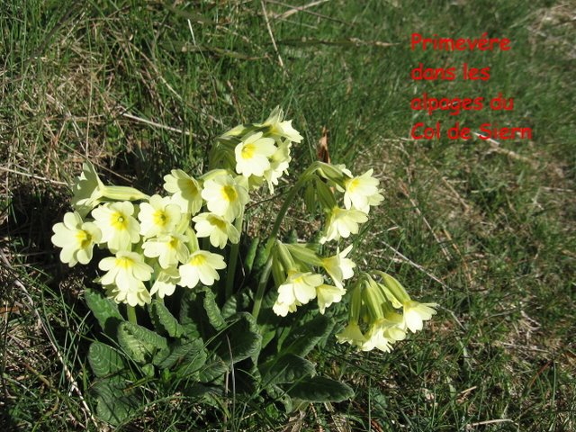 02 nprimevere Col de Siern