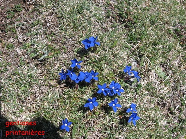 05 gentianes printanieres