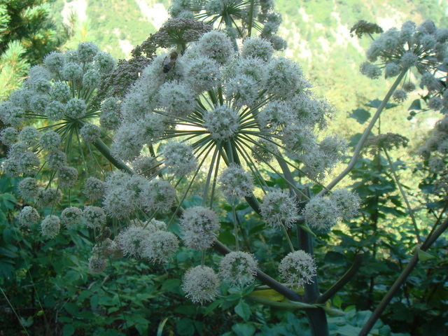 2-J1_Laser à larges feuilles