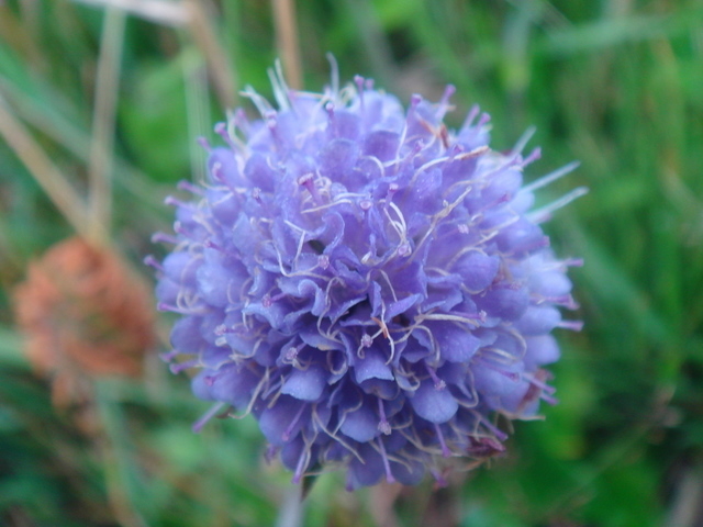 6-J2_Succise des prés