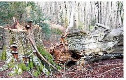 Le Fajàs d’en Baillette forêt