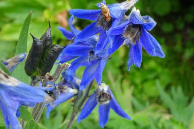 Dauphinelle des montagnes