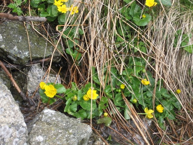 05populage des marais1.jpg