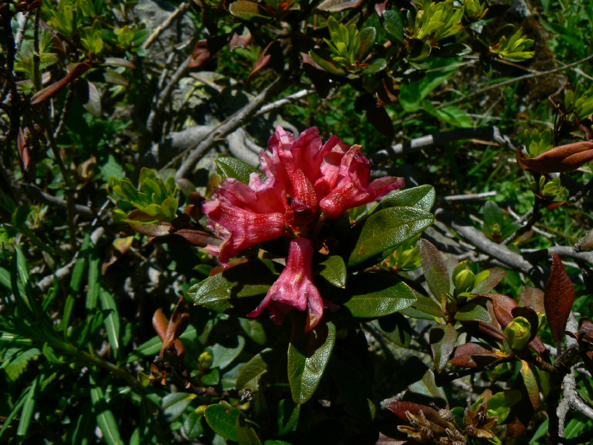 Rhododendron