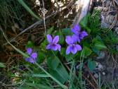 violette 2