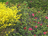 Genets et Rhododendrons en fleurs