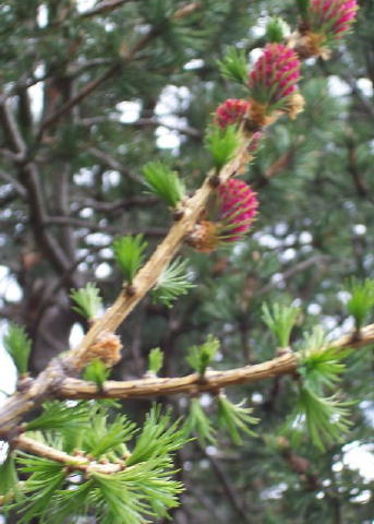 17 fleurs de Mélezes mai